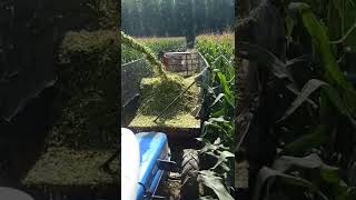 silage making process [upl. by Knudson]