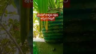 అలాగే నీ వెనుక ఉన్న వాళ్ళే  SD vlogs and sd plantssubscribeyoutubeshortslikeshare [upl. by Yadsendew313]