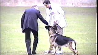 1994 GSDCA National Select Dogs and all Selects at end Ed Barritt judge [upl. by Yaja]