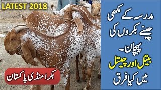 Madrasa Makhi Cheena Bakra Konsa Hota hai  Kiya Nishaniyan Hoti hain  Pure Len Bakra Eid 2018 [upl. by Ebanreb37]