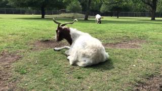 Cabras lecheras de Texas [upl. by Anirrehs412]