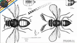 Malattie agrumi  Minatrice serpentina Phyllocnistis citrella Marco Beconcini trattamento agrumi [upl. by Gnap]