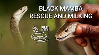 Deadly venomous Black mamba rescue and venom extraction [upl. by Solahcin731]