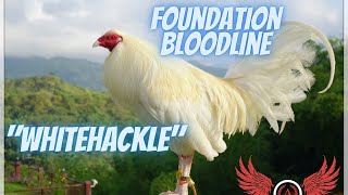 Whitehackle  The 4 Foundation Bloodlines Part 1 [upl. by Attenat]