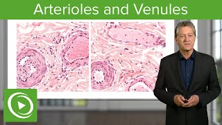 Arterioles amp Venules Main Differences – Histology  Lecturio [upl. by Gertrudis]