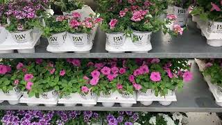 Home Depot New Arrivals 🥰😍🪴🌸🌺 [upl. by Temple395]