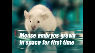 Mouse embryos grown in space for first time [upl. by Wymore]