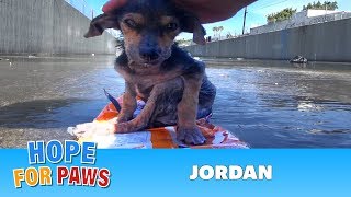 Brave little dog gets rescued from the river His recovery with Hope For Paws will inspire you dog [upl. by Yecnuahc689]