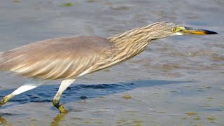 Squacco heron Birds News  Review Bird Nest [upl. by Reinke285]