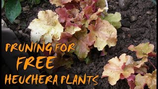 Pruning and Propagating Heuchera [upl. by Ham]