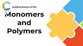 Building Blocks of Life Monomers and Polymers [upl. by Lareneg]