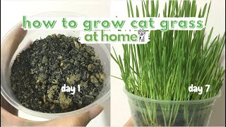 how to grow cat grass at home [upl. by Renae128]