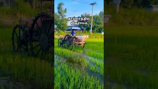 தாய்லாந்து 🇹🇭 shorts farming shortstamil [upl. by Ydda]