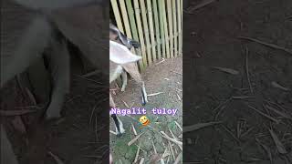 Kambing funny youtubeshorts funnyshorts [upl. by Adnole]