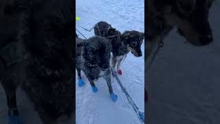 Meet the Alaskan Husky Sled Dogs from the dog musher himself alaska alaskanhusky dogsled dogs [upl. by Annaehr854]