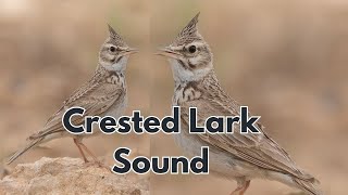 Crested Lark Sound  The Melodious Song of Crested Lark  Crested Lark Call [upl. by Vigen]