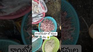 కంబోడియా 🇰🇭 లో కప్పల మార్కెట్టు  Cambodia Local Market Selling Frogs 🐸 🤮 Ram The Traveller [upl. by Waverly556]