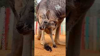 The magic of kangaroo pouches shorts animals kangaroo [upl. by Reinhart236]