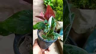 How to clipping plant in soil for better growth 🪴🪴shorts plants trending [upl. by Eimak758]