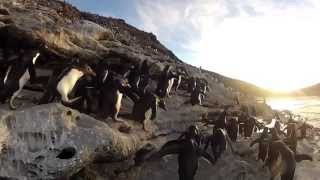 Caídas de Pingüinos Graciosas en National Geographic Channel [upl. by Nnawaj]