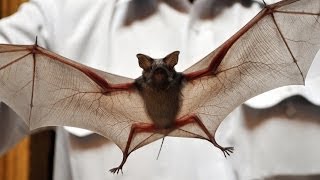 Bat Benefits for Your Garden [upl. by Ailemac]