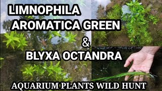 LIMNOPHILA AROMATICA GREEN AND BLYXA OCTANDRA WILD HUNT AQUARIUMPLANTS AQUASCAPING LOWTECHPLANT [upl. by Misa]