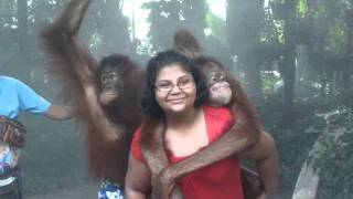 With orang utans Safari World Bangkok [upl. by Barden]