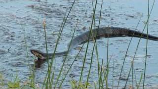 Cottonmouth Water Moccasin Snakes Wall Doxey State Park Mississippi [upl. by Yrrah]