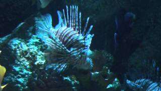 Volitans Lionfish Pterois volitans  Tropical Fish [upl. by Syck805]