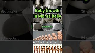 Baby Doing Growth In Mother Womb 💞🫄shortvideo pregnant youtubeshorts babygrowth pinkpearl12 [upl. by Eneiluj]