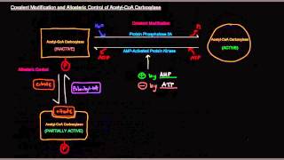 Fatty Acid Synthesis Part 8 of 12  Regulation [upl. by Katy]