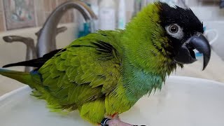 Nanday Conure Talking  Nanday Conure Parrot Sounds  Nanday Parakeet Talking [upl. by Navad]