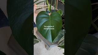 The evaluation of monstera leaf 🌿 please help me to reach 1k subscribers 😊plants plantlove fyp [upl. by Vocaay]