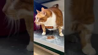 Fat cat weight loss story animals cat [upl. by Luca]