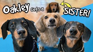 Oakley Gets a SISTER  Say hi to quotDelilahquot the Puppy Dachshund [upl. by Sheaff]