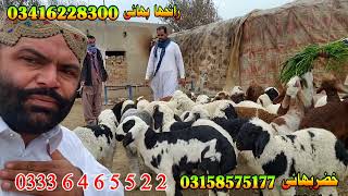 turky dumbe Qurbani 2024 ke ly at bismillah goat farm goat business dumba business [upl. by Mukund]