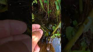 Beautiful of Natural Snail Living Place Catch Snail By hand in the Freshwater snail nature 4k [upl. by Ahsenom]