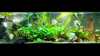 angelfish and whiptail catfish community aquarium [upl. by Enala]