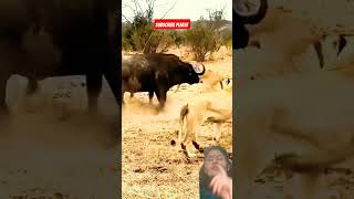 rare amazing fight buffalo vs lions wildlife viral video nature national geographic survival [upl. by Hudson103]