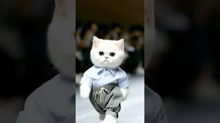 Billo ni hai jatt mehkma cat viralshorts newshorts viralvideo [upl. by Imehon]