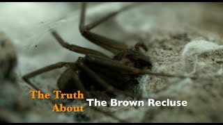 The Truth about the Brown Recluse [upl. by Heiney]