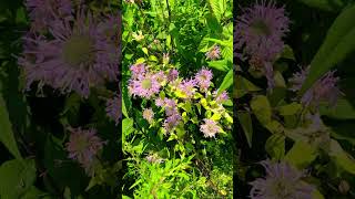 Well preserved ohio prairie shorts wildflowers [upl. by Yole]