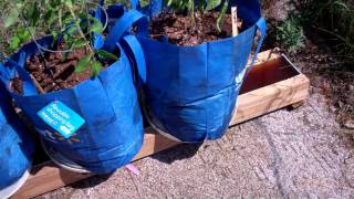 The Self Watering Rain Gutter Grow System Using Grow Bags This should be Interesting [upl. by Lucia]