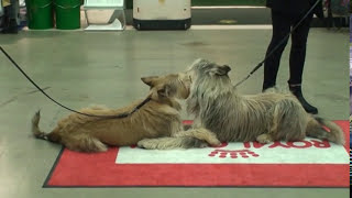 World Dog Show Stockholm 2015  Meet the Berger Picard [upl. by Alphard]