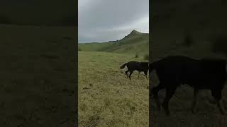 Throwback best lone musters 💪🏽fypnz farmingmustering workingdogssheepaotearoa ngatishepherd [upl. by Ialda]