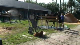 Training Million Dollar Horses [upl. by Mcdowell]