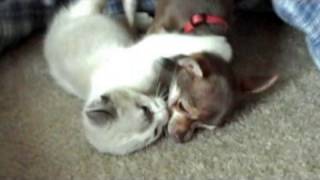 Kitten Loves Puppy The Beginning [upl. by Gudrun]