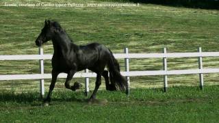 Slow motion horse running [upl. by Carroll777]