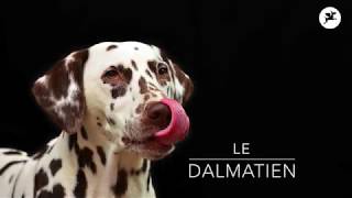 Le Dalmatien [upl. by Larner]