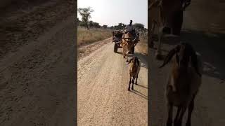 Most trusted vehicle ever factcheckbullcart oxcart shorts ytshorts [upl. by Ikkaj868]